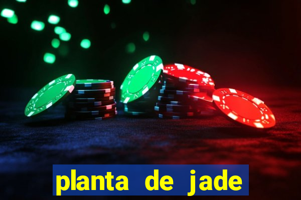 planta de jade significado espiritual